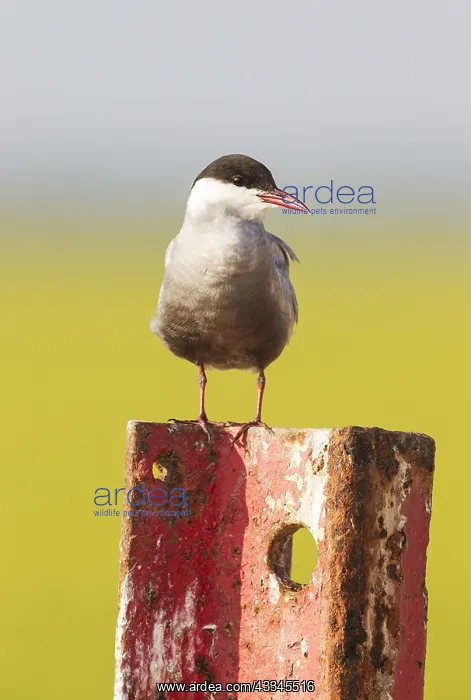 : Whiskered Tern (Chlidonias hybrida). Perching on : Whiskered Tern (Chlidonias hybrida). Perching on