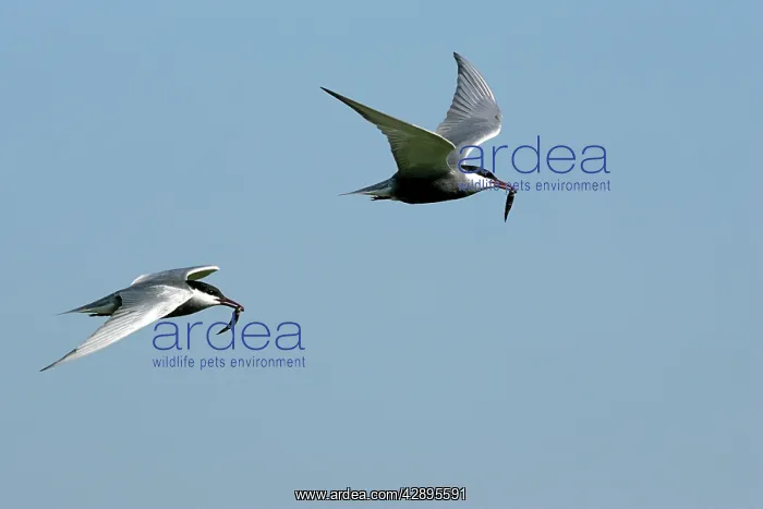: Whiskered Tern - in flight : Whiskered Tern - in flight
