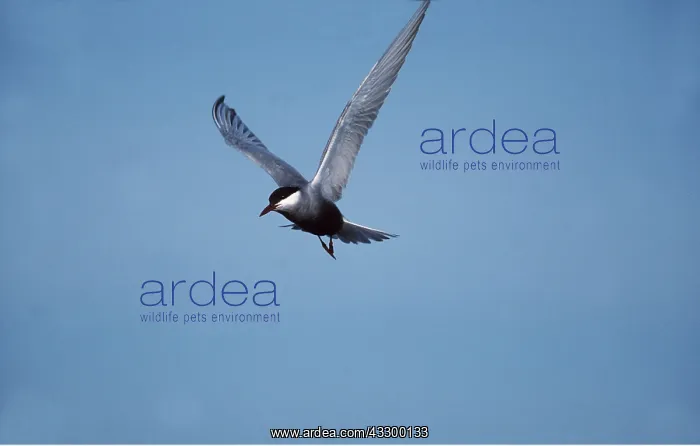 : WHISKERED TERN - IN FLIGHT : WHISKERED TERN - IN FLIGHT