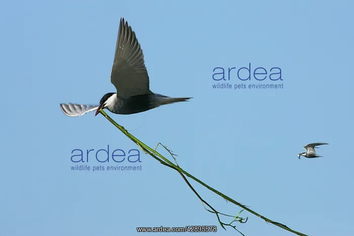 : Whiskered Tern - in flight carrying nesting material : Whiskered Tern - in flight carrying nesting material