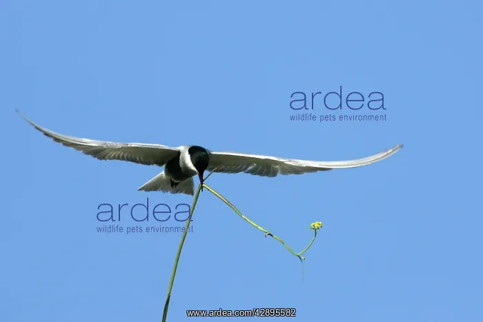 : Whiskered Tern - in flight carrying nesting material : Whiskered Tern - in flight carrying nesting material