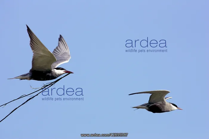 : Whiskered Tern - in flight carrying nesting material : Whiskered Tern - in flight carrying nesting material