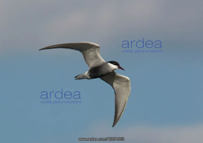 : Whiskered Tern, in flight over lake : Whiskered Tern, in flight over lake