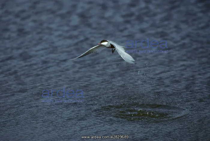 : Whiskered Tern - Hunting for Fish : Whiskered Tern - Hunting for Fish