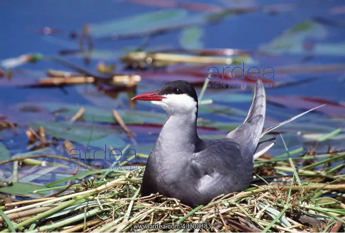  : WHISKERED TERN - in nest
