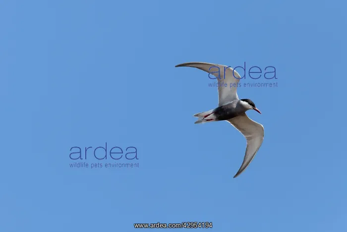 : Whiskered Tern - single adult in flight : Whiskered Tern - single adult in flight