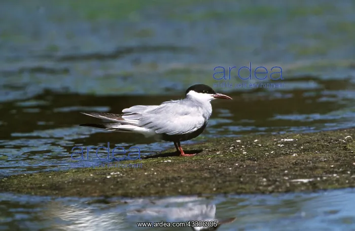 : WHISKERED TERN - by water : WHISKERED TERN - by water