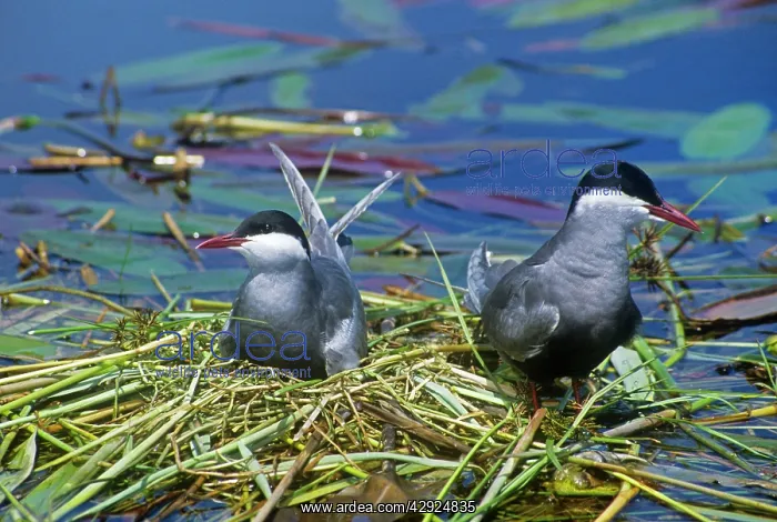  : Whiskered Terns