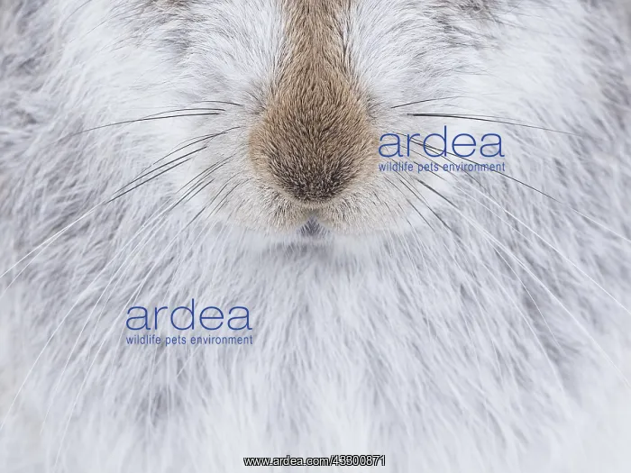 : The whiskers of a Mountain Hare (Lepus timidus) : The whiskers of a Mountain Hare (Lepus timidus)