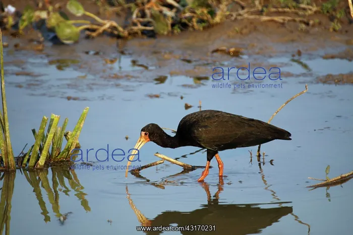 : Whispering Ibis : Whispering Ibis