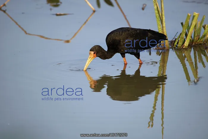 : Whispering Ibis : Whispering Ibis