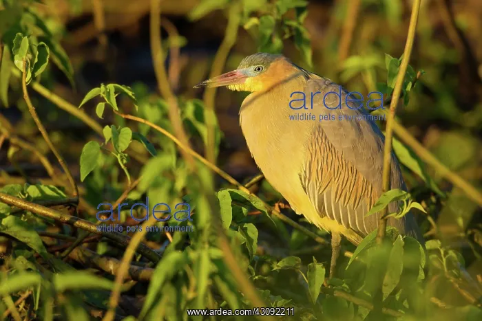 : Whistling Heron : Whistling Heron