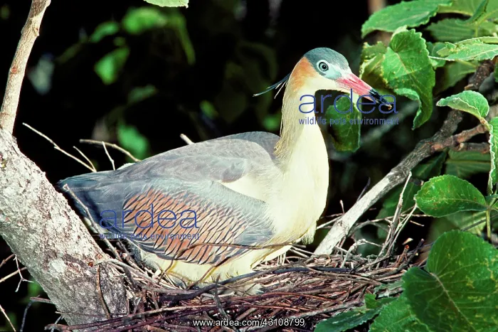 : Whistling Heron at nest : Whistling Heron at nest