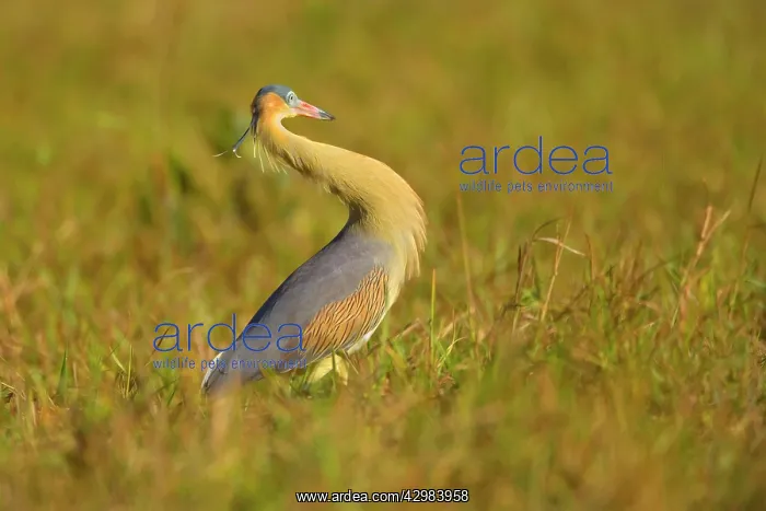 : Whistling Heron - a single adult foraging for insects : Whistling Heron - a single adult foraging for insects