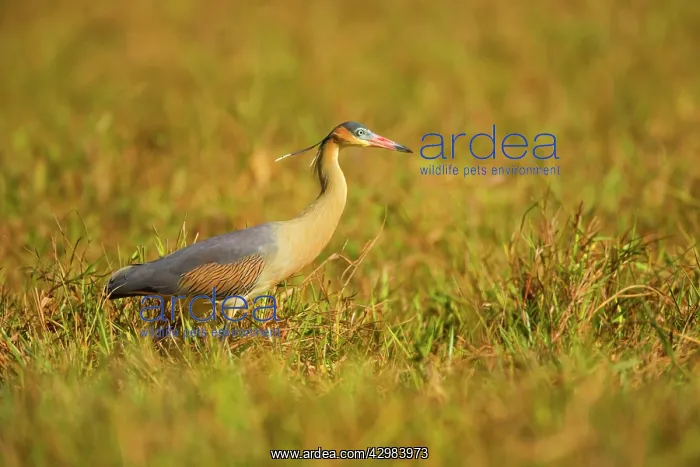 : Whistling Heron - a single adult foraging for insects : Whistling Heron - a single adult foraging for insects