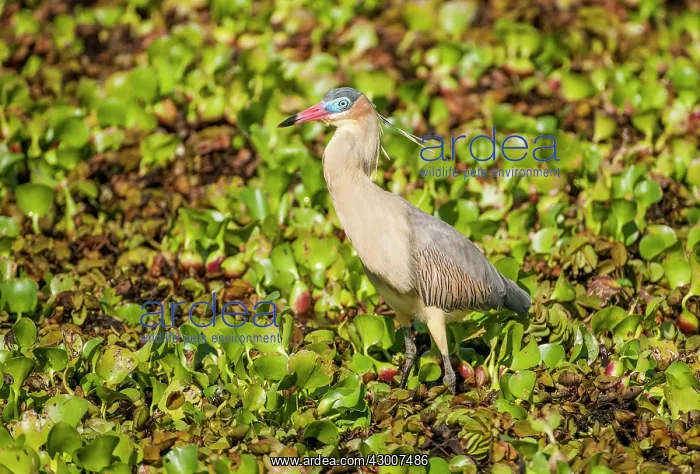 : Whistling Heron standing on surface vegetation of pond : Whistling Heron standing on surface vegetation of pond