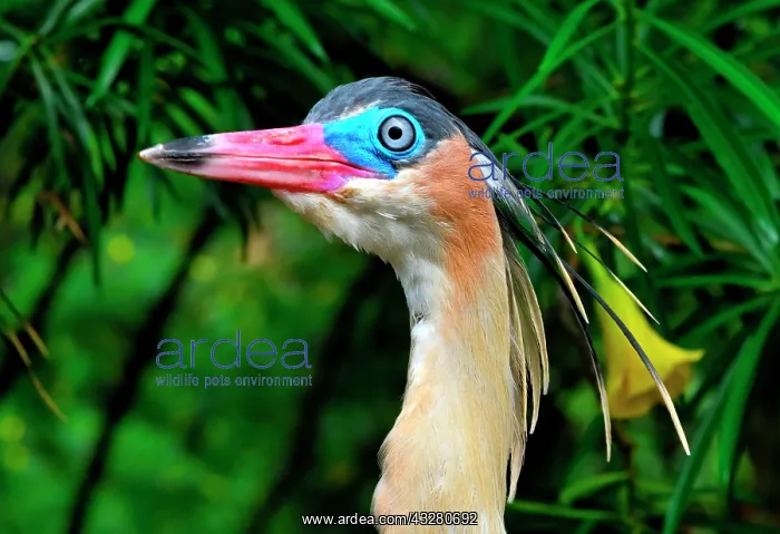 : Whistling Heron (Syrigma sibilatrix sibilatrix) : Whistling Heron (Syrigma sibilatrix sibilatrix)