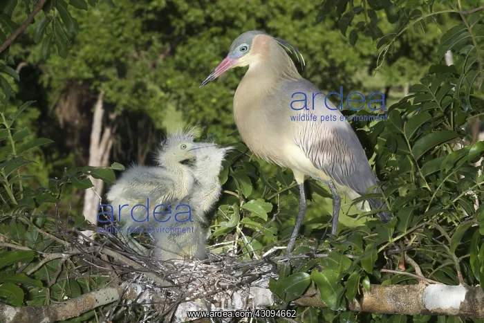  : Whistling Heron with Young