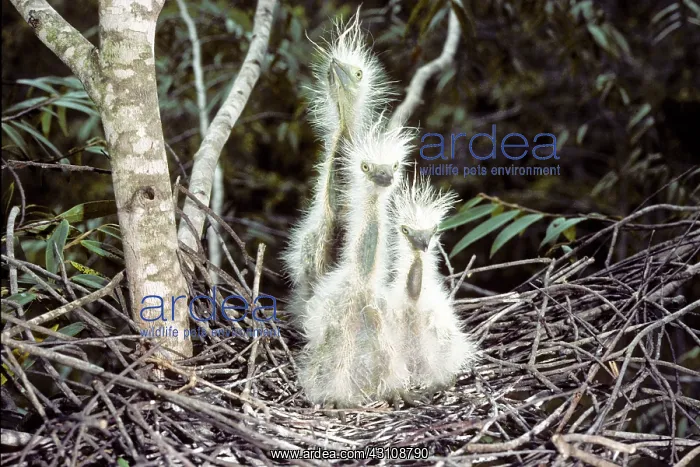 : Whistling Heron young in nest : Whistling Heron young in nest