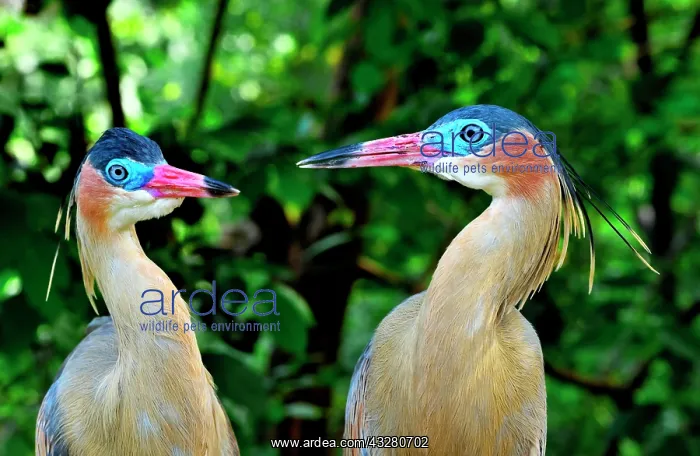 : Whistling Herons (Syrigma sibilatrix sibilatrix) : Whistling Herons (Syrigma sibilatrix sibilatrix)