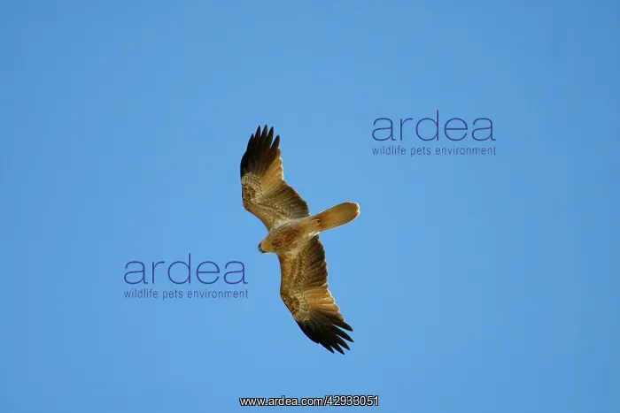 : Whistling Kite : Whistling Kite