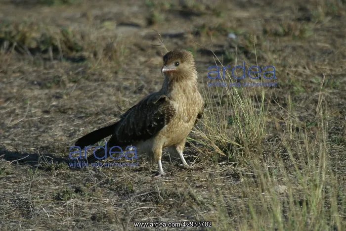 : Whistling Kite : Whistling Kite