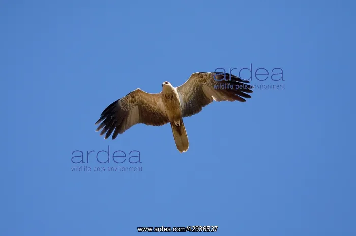 : Whistling Kite : Whistling Kite