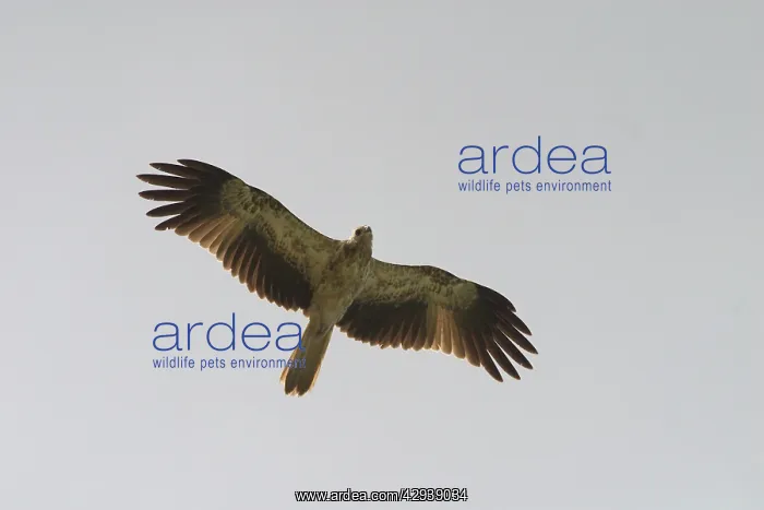 : Whistling Kite : Whistling Kite