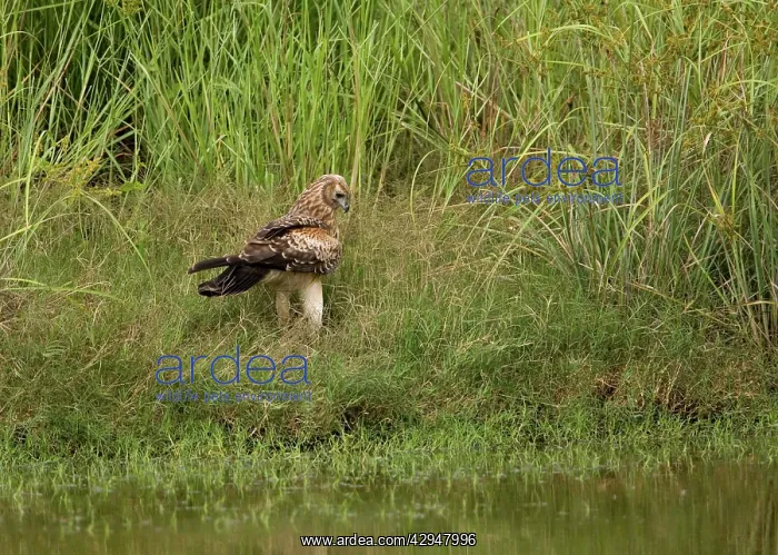 : Whistling Kite : Whistling Kite