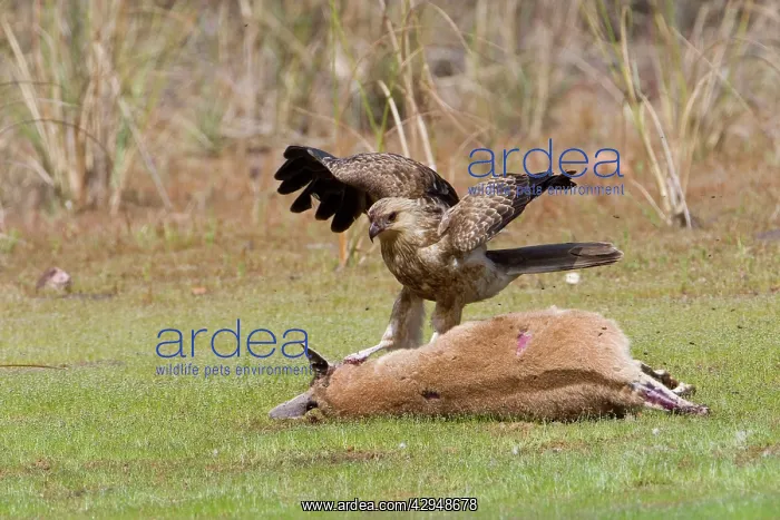 : Whistling Kite : Whistling Kite
