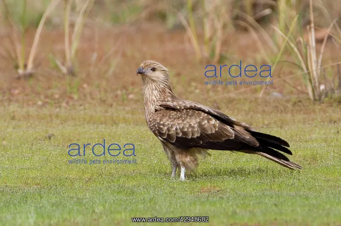 : Whistling Kite : Whistling Kite