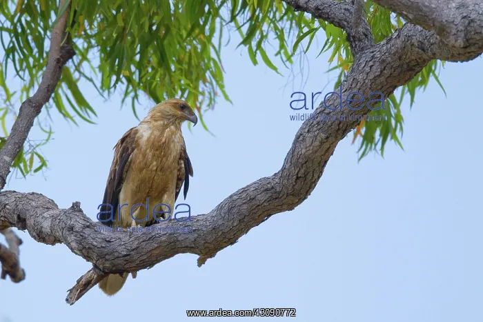 : Whistling Kite : Whistling Kite