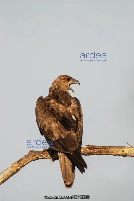 : Whistling Kite : Whistling Kite
