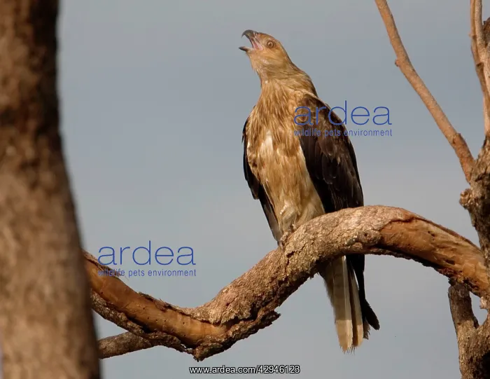 : Whistling Kite - calling : Whistling Kite - calling