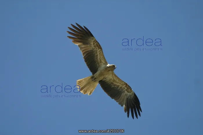  : Whistling Kite - In flight