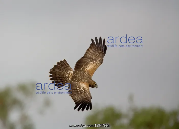: Whistling Kite - In flight : Whistling Kite - In flight
