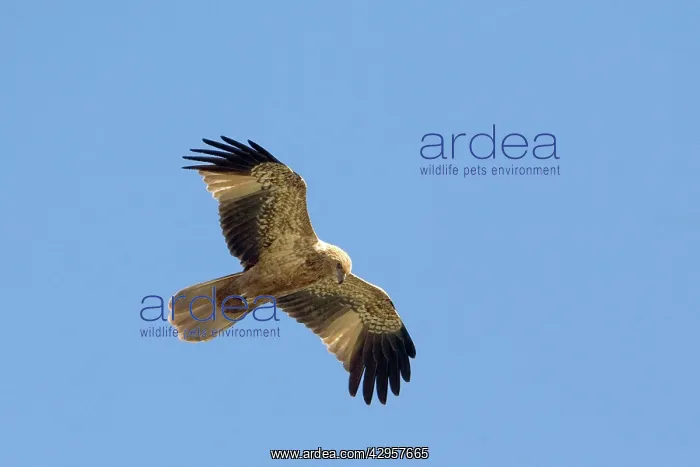 : Whistling Kite - In flight above mangroves : Whistling Kite - In flight above mangroves