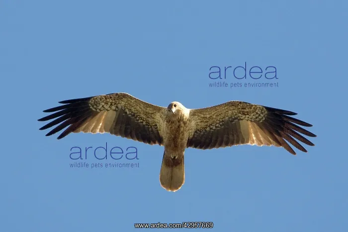 : Whistling Kite - In flight above mangroves : Whistling Kite - In flight above mangroves