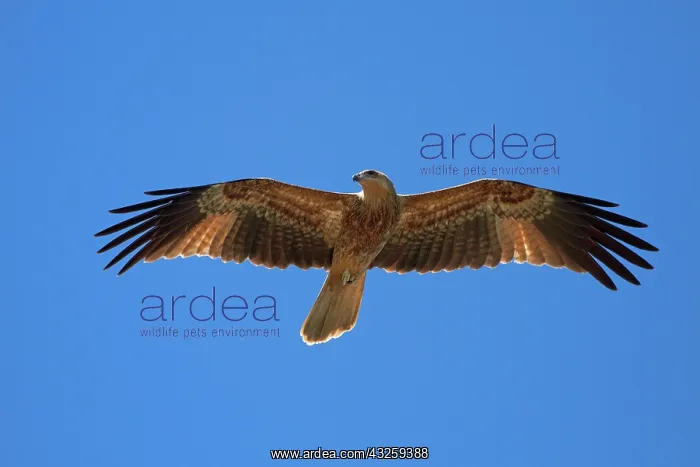 : Whistling Kite (Haliastur sphenurus), Adelaide : Whistling Kite (Haliastur sphenurus), Adelaide