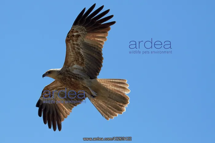 : Whistling Kite (Haliastur sphenurus), Adelaide : Whistling Kite (Haliastur sphenurus), Adelaide
