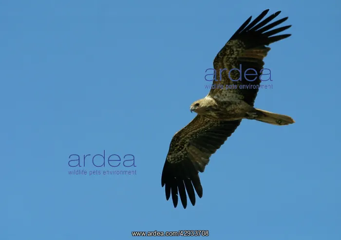 : Whistling Kite - Immature plumaged bird in flight : Whistling Kite - Immature plumaged bird in flight