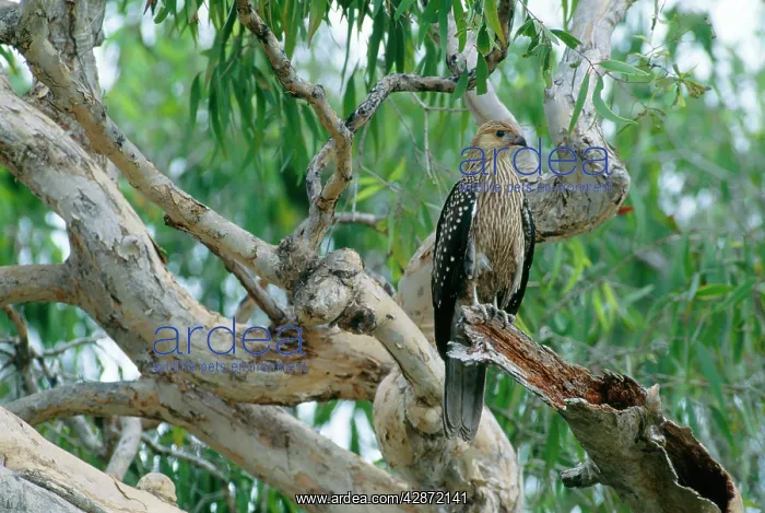 : Whistling KITE - juvenile perched on branch : Whistling KITE - juvenile perched on branch