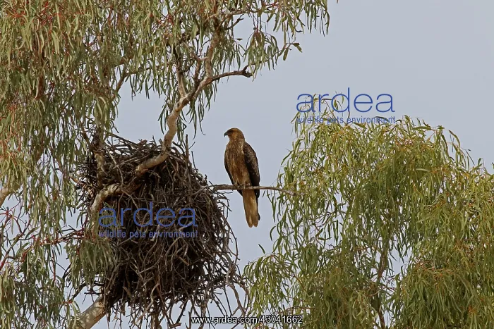 : Whistling Kite and nest Whistling Kite and nest : Whistling Kite and nest Whistling Kite and nest