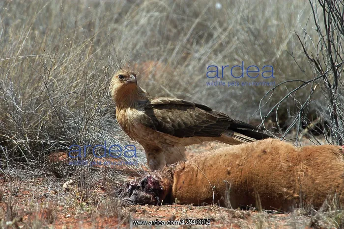 : Whistling Kite - At roadkilled kangaroo : Whistling Kite - At roadkilled kangaroo
