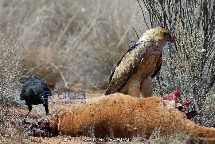 : Whistling Kite - At roadkilled kangaroo. Also Little : Whistling Kite - At roadkilled kangaroo. Also Little