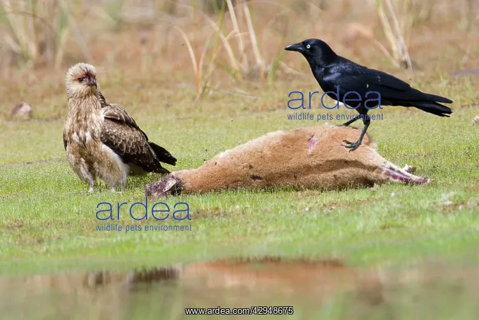 : Whistling Kite and Torresian Crow (Corvus orru) : Whistling Kite and Torresian Crow (Corvus orru)