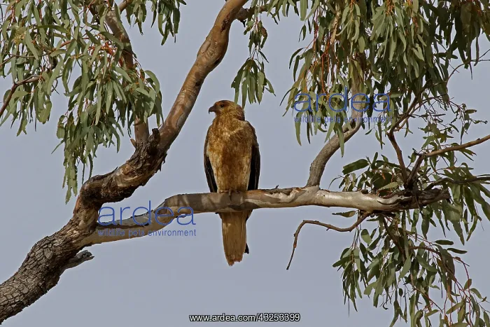  : Whistling Kite Whistling Kite