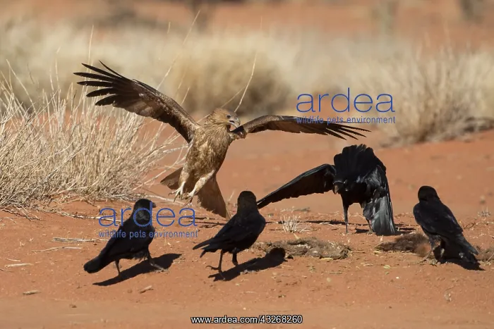 : Whistling Kite - A Whistling Kite arriving at animal : Whistling Kite - A Whistling Kite arriving at animal