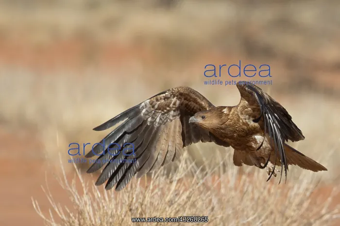 : Whistling Kite - A Whistling Kite in flight - near : Whistling Kite - A Whistling Kite in flight - near