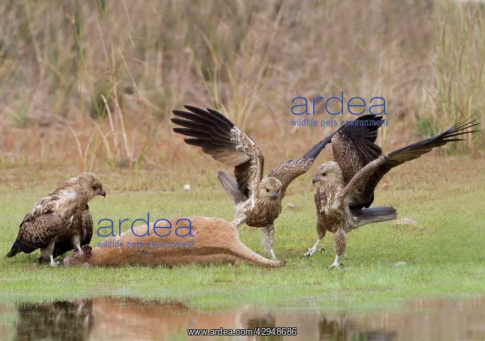  : Whistling Kites arguing at an Agile Wallaby (Macropus